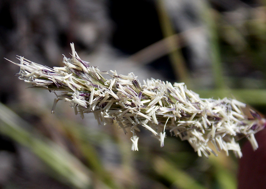 Изображение особи Sesleria alba.