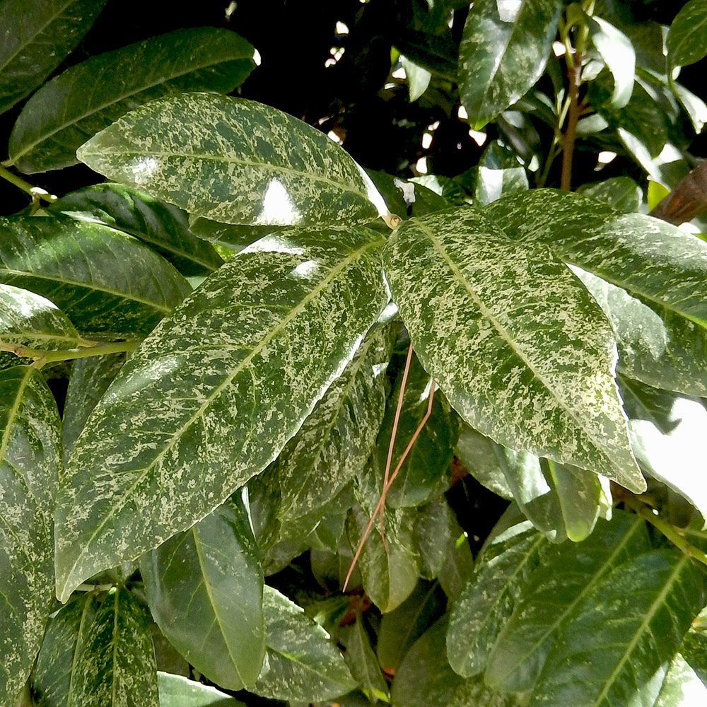 Image of Lauro-cerasus officinalis specimen.