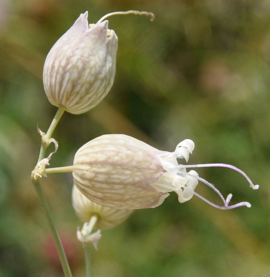 Image of Oberna behen ssp. prostrata specimen.