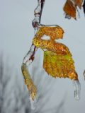 Betula pendula. Веточка с листьями в осенней окраске, покрытая корочкой льда после \"ледяного дождя\". Подмосковье, г. Одинцово, придомовые посадки. Ноябрь 2016 г.