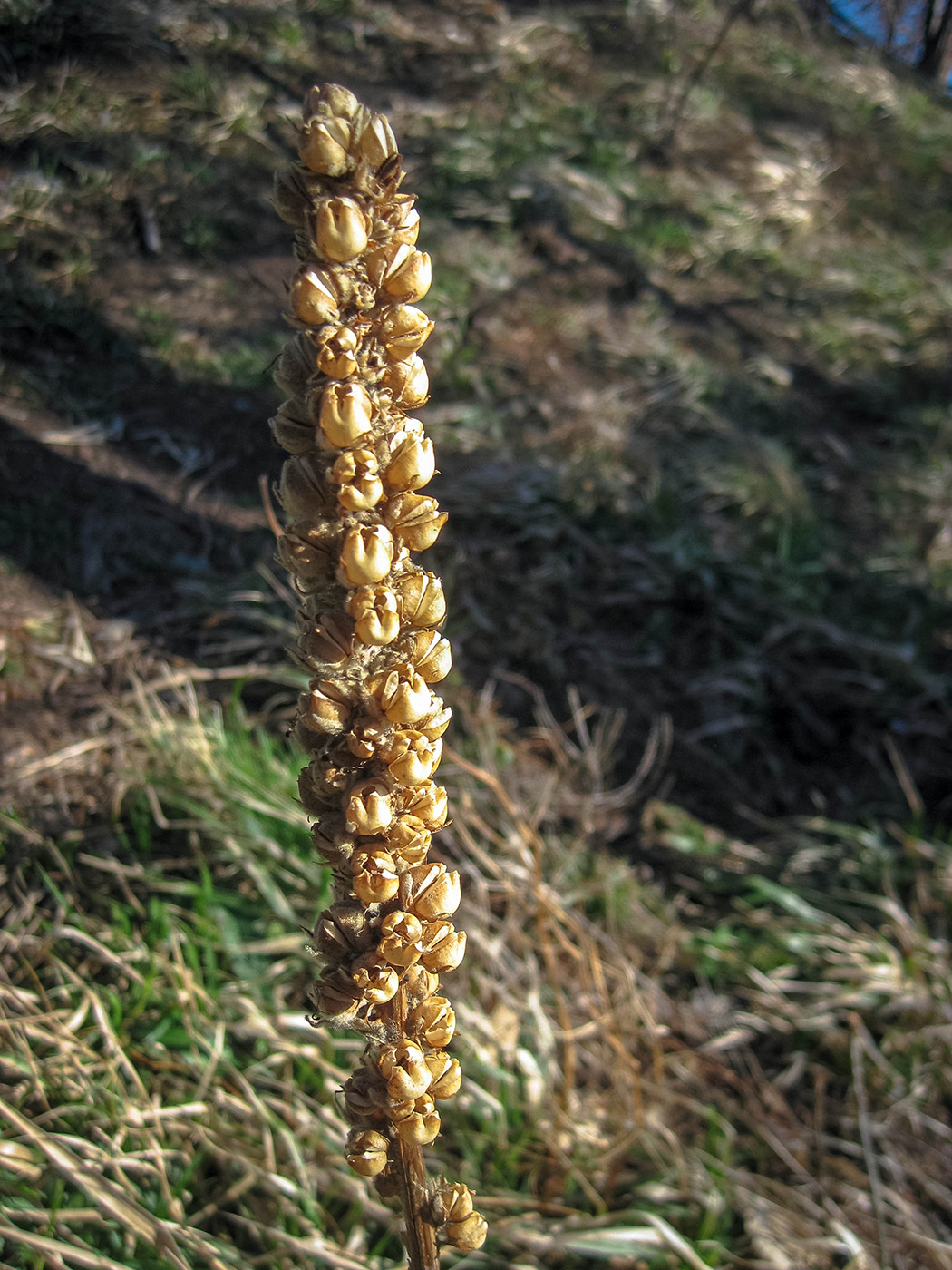 Image of Verbascum densiflorum specimen.