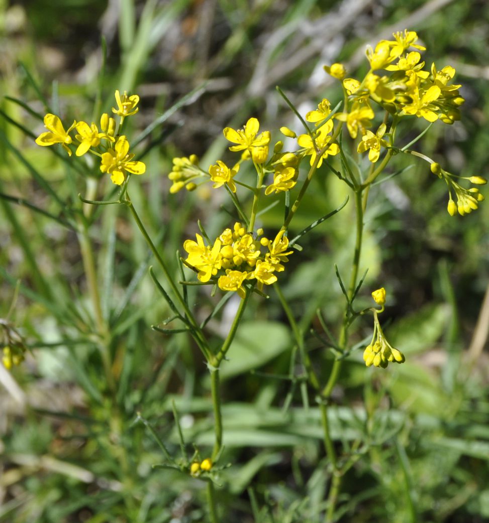 Image of genus Rorippa specimen.