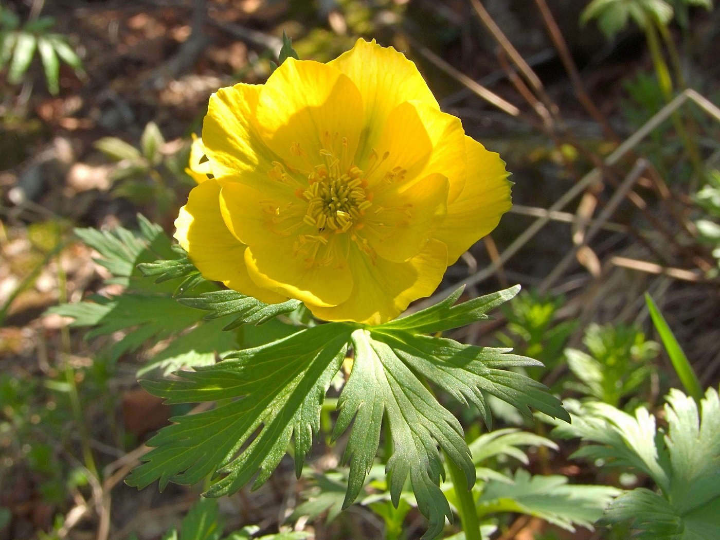 Изображение особи Trollius riederianus.