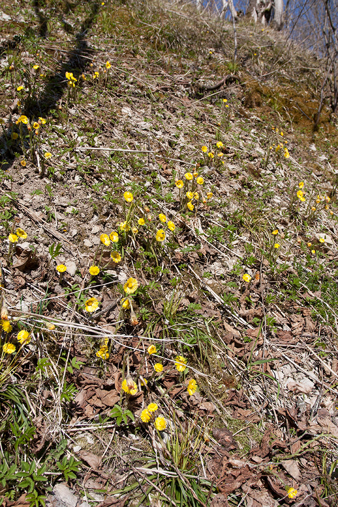 Image of Tussilago farfara specimen.