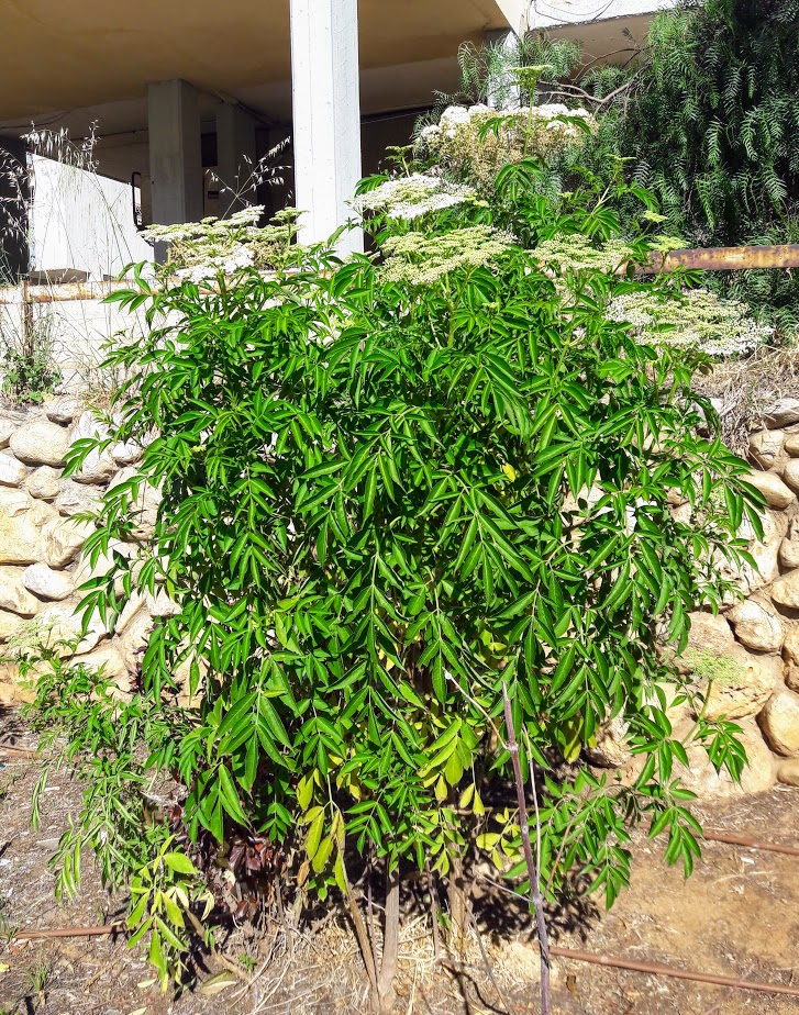 Image of Sambucus nigra f. laciniata specimen.