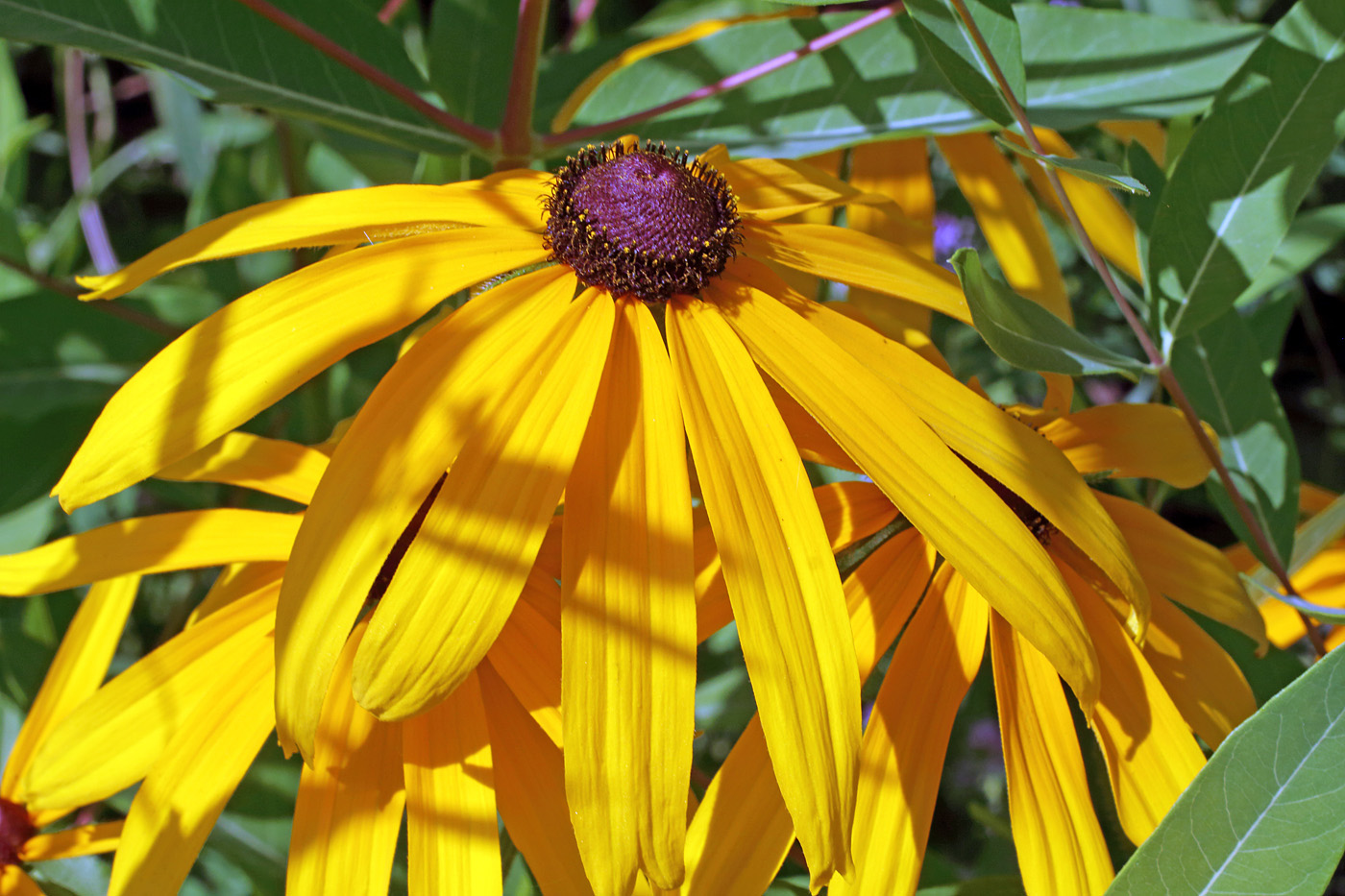 Изображение особи род Rudbeckia.