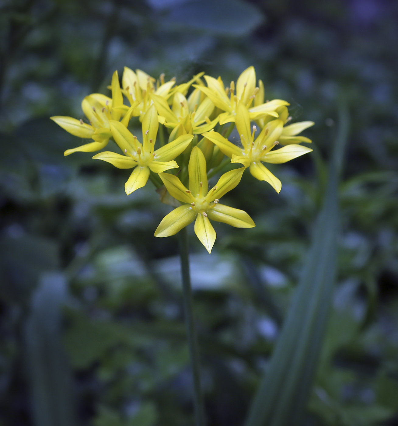 Image of Allium moly specimen.