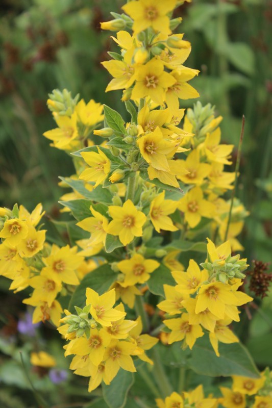 Image of Lysimachia verticillaris specimen.