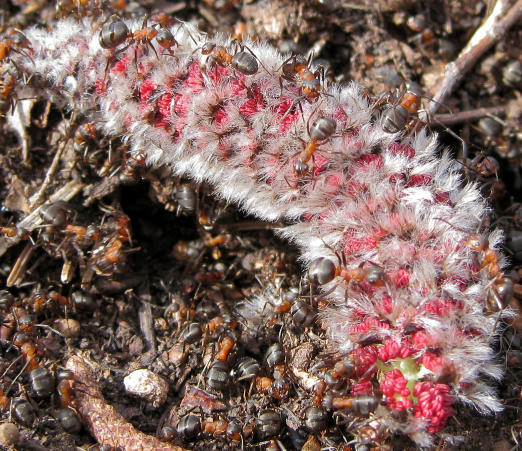 Image of Populus tremula specimen.