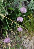 Allium pseudostrictum