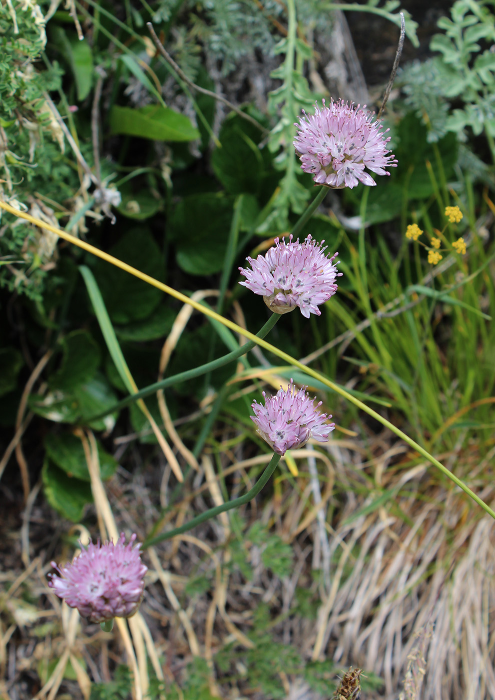 Image of Allium pseudostrictum specimen.