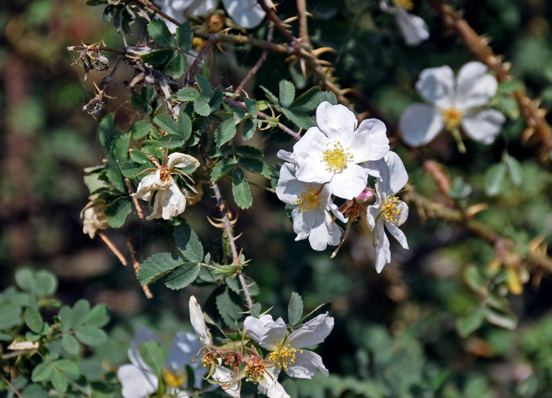 Image of Rosa huntica specimen.