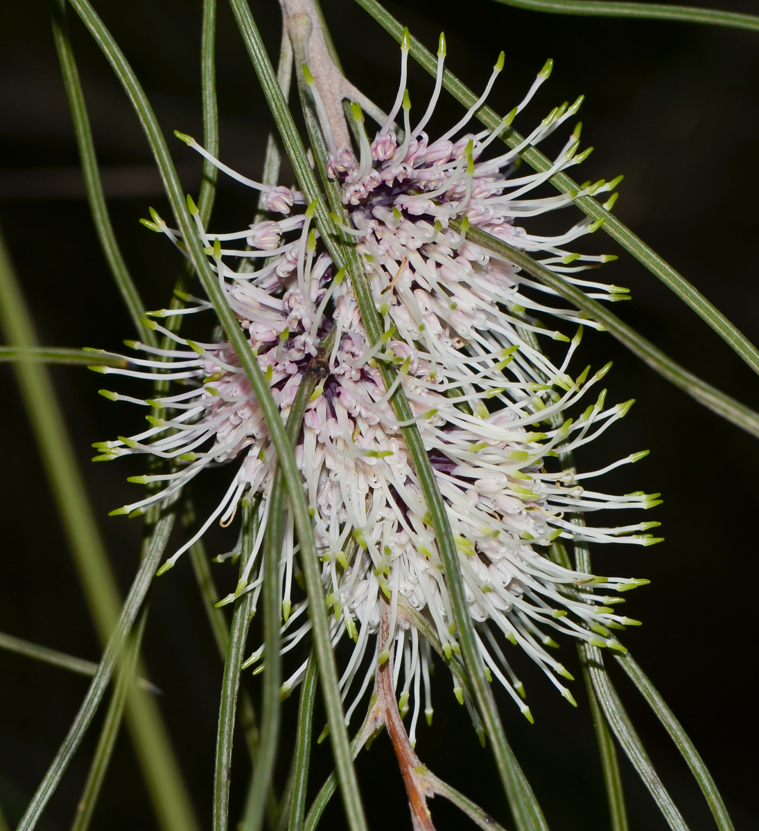 Image of Hakea scoparia specimen.