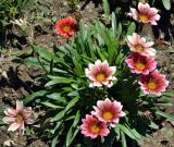 Gazania × hybrida. Цветущее растение. Крым, городской округ Ялта, пгт Массандра, Массандровский дворец, цветник. Июль 2017 г.