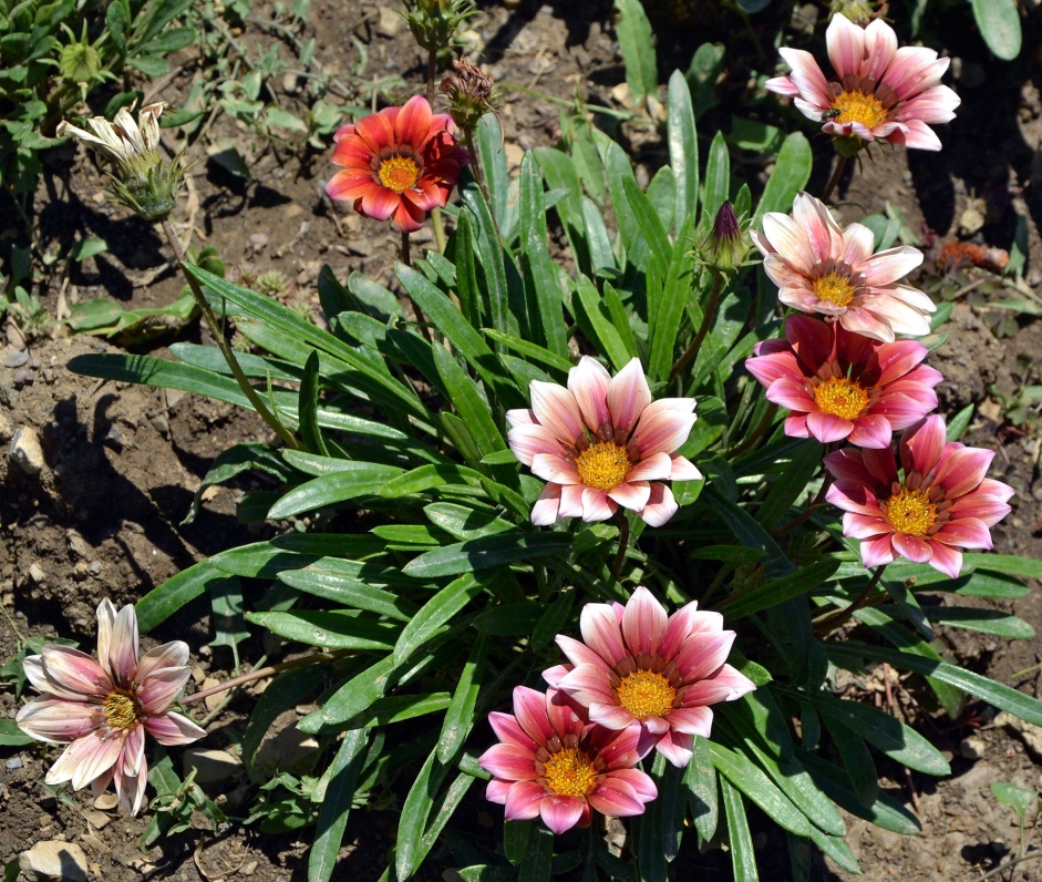 Image of Gazania &times; hybrida specimen.