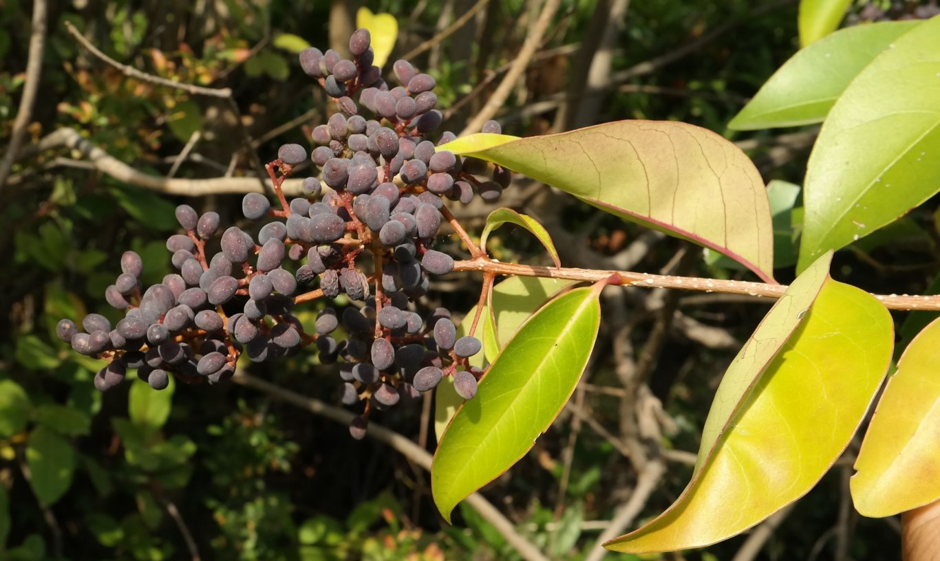 Изображение особи Ligustrum lucidum.