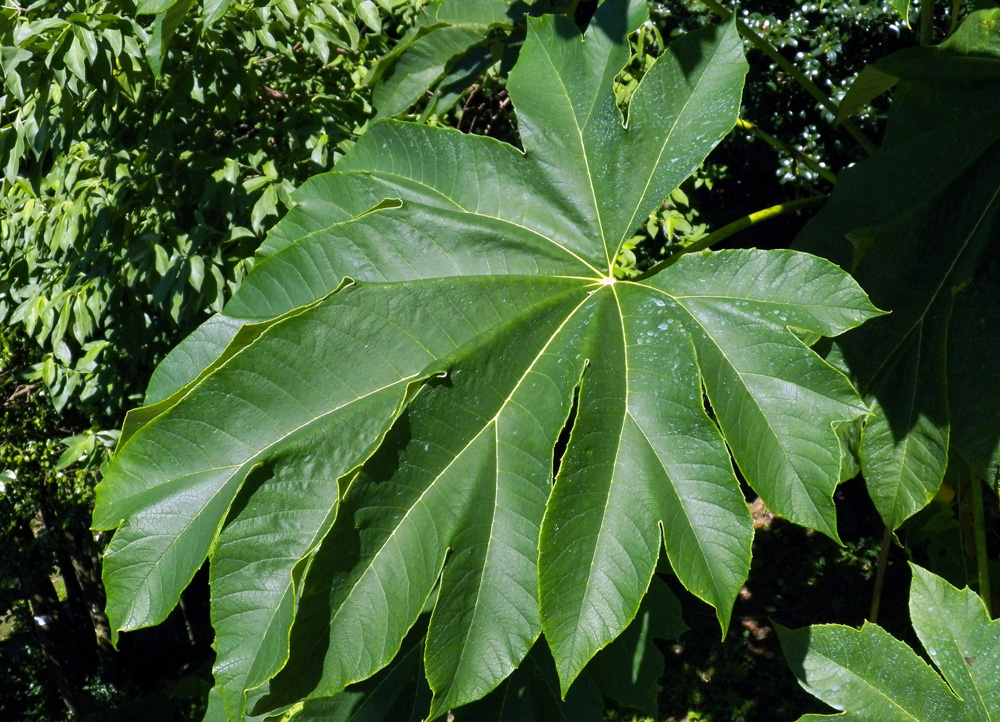 Image of Tetrapanax papyrifer specimen.