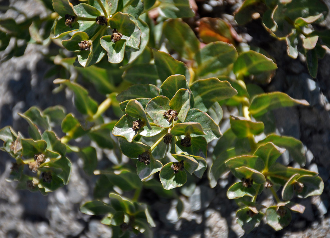 Изображение особи Euphorbia sarawschanica.