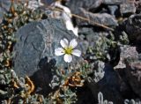 Cerastium lithospermifolium. Побег с цветком. Таджикистан, Фанские горы, перевал Алаудин, ≈ 3700 м н.у.м., каменистый склон. 05.08.2017.