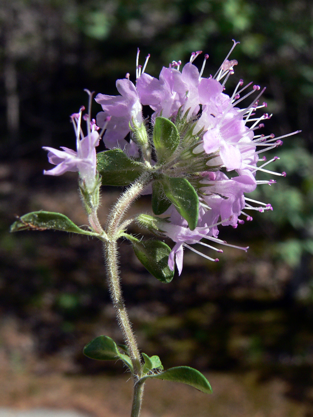 Image of Thymus hirticaulis specimen.