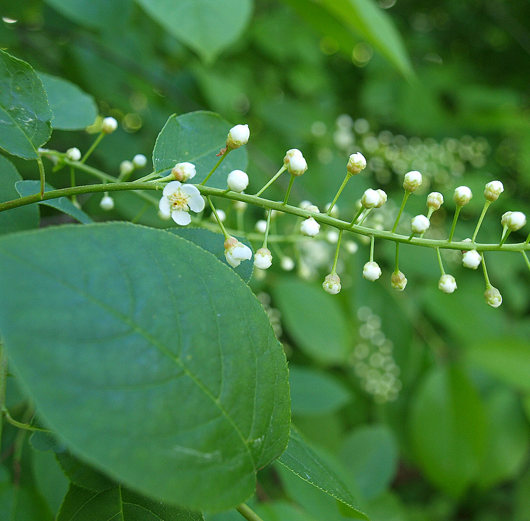 Image of Padus virginiana specimen.