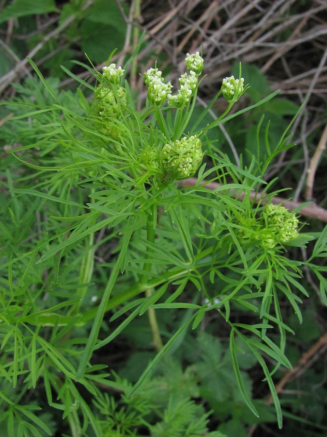 Image of Aethusa cynapium specimen.