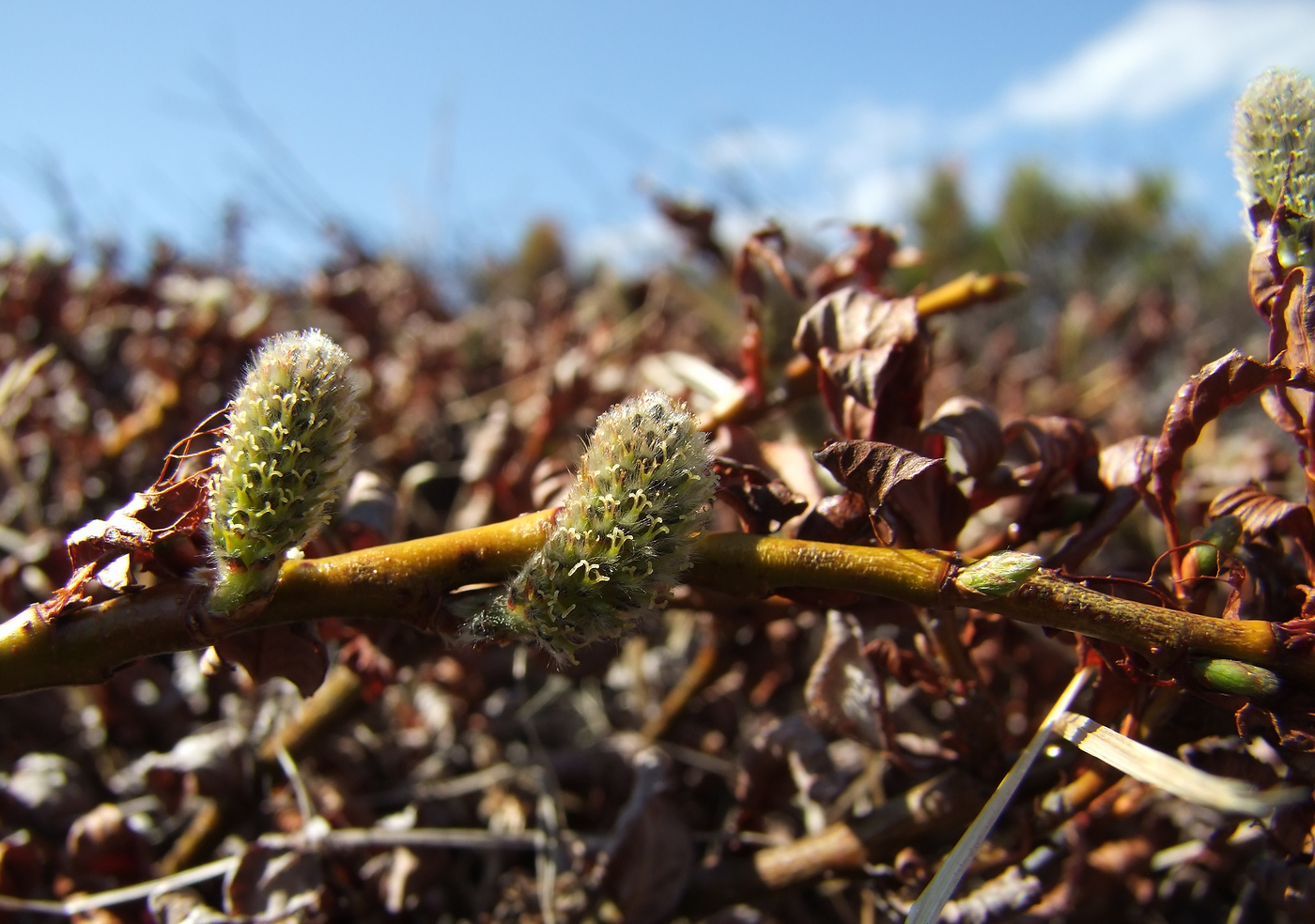 Image of Salix khokhriakovii specimen.