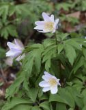 Anemone nemorosa. Верхушка цветущего растения. Испания, автономное сообщество Каталония, провинция Жирона, комарка Ла Гарроча, муниципалитет Сан-Фелиу-де-Пальеролс, 1050 м н.у.м., в буково-берёзовом лесу. 15.04.2018.