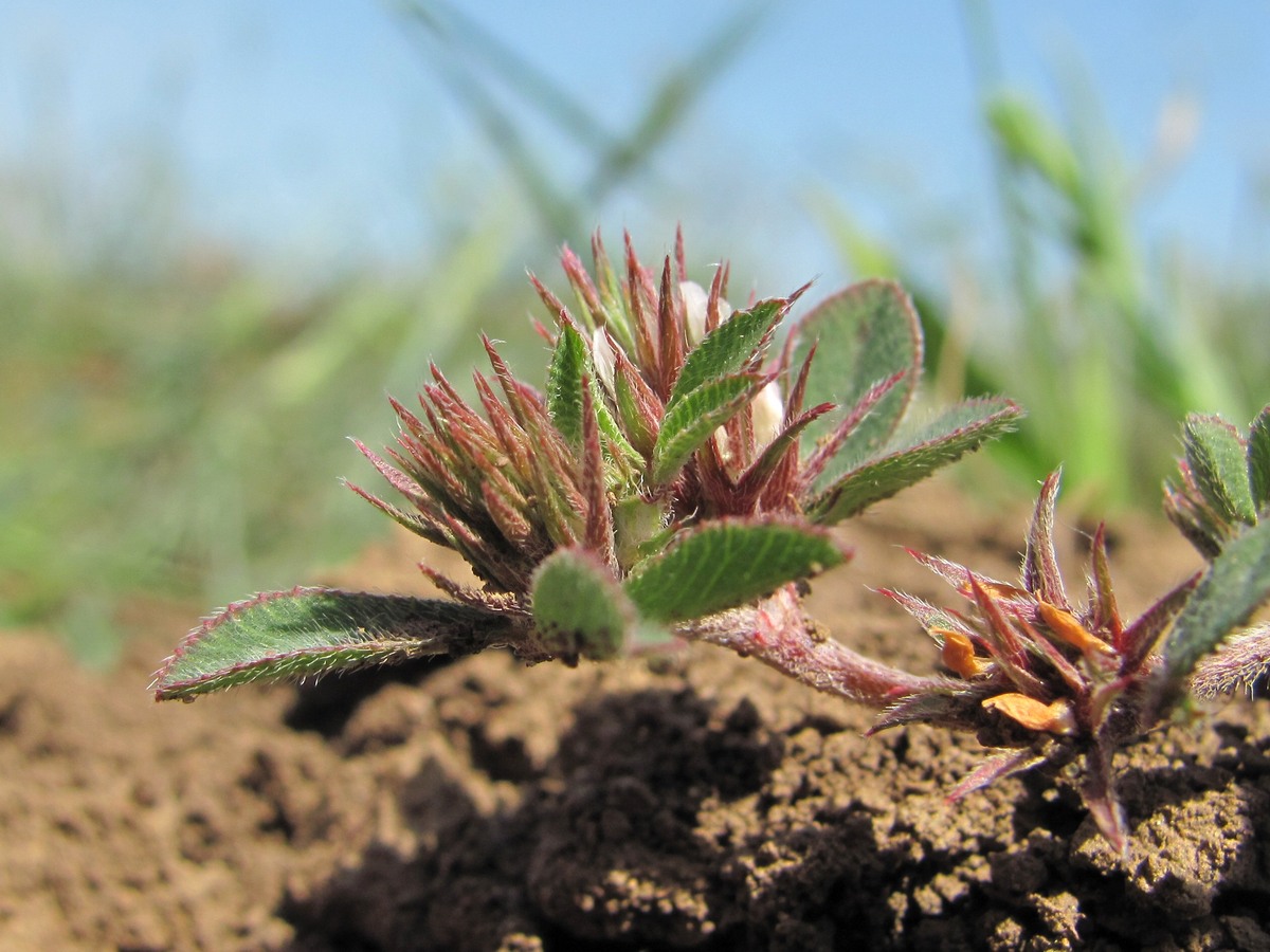 Изображение особи Trifolium scabrum.