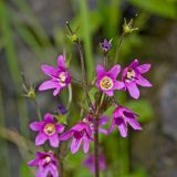 Cortusa matthioli. Соцветие с цветками и завязавшимися плодами. Башкортостан, Мелеузовский р-н, долина р. Нугуш, каньон Пятилистник, второй \"лепесток\", правый берег, у подножия скальника. 11 июня 2018 г.