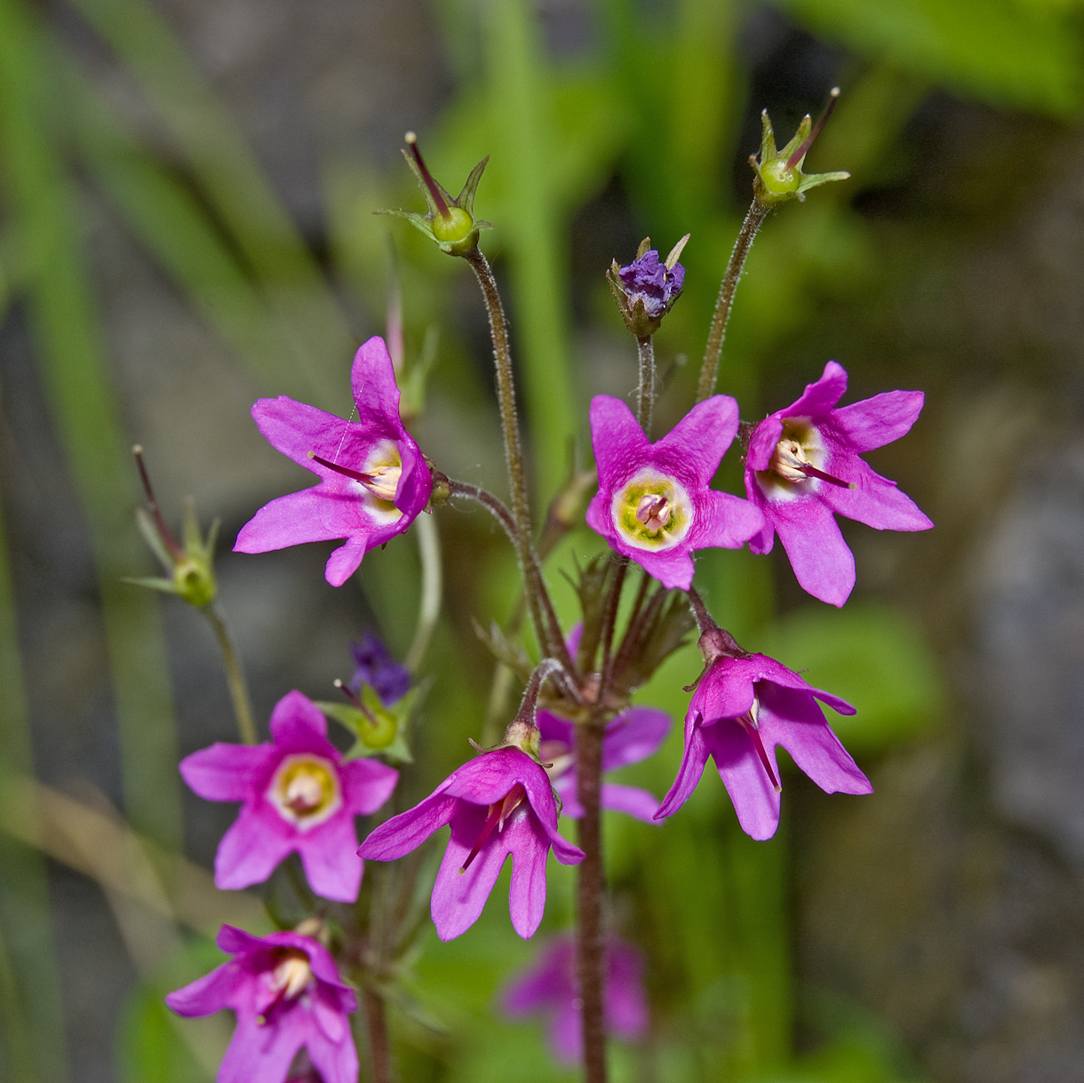 Image of Cortusa matthioli specimen.