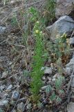 Verbascum orientale