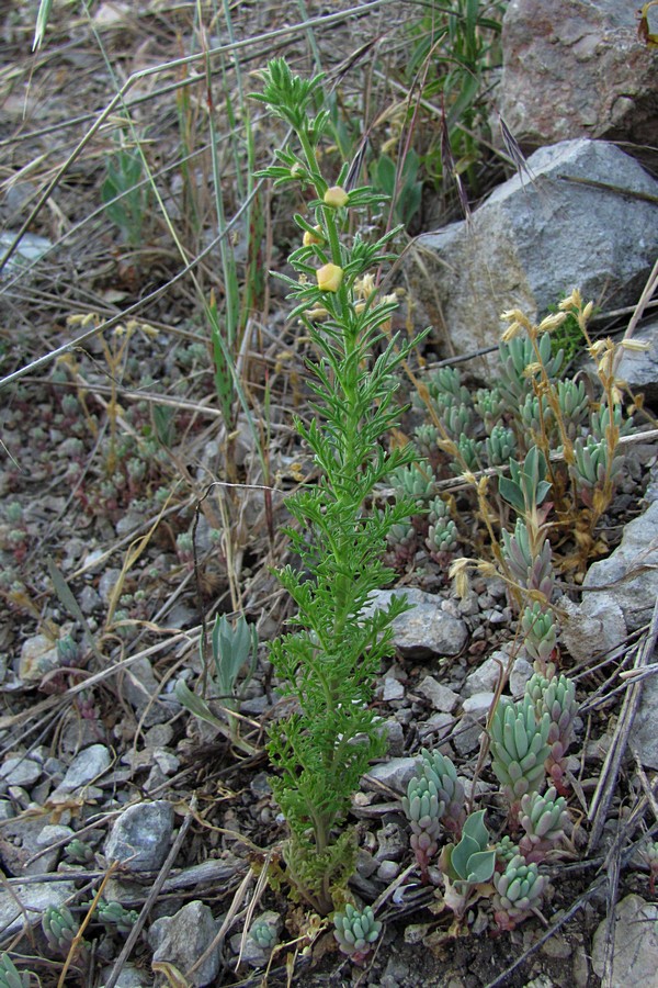 Image of Verbascum orientale specimen.