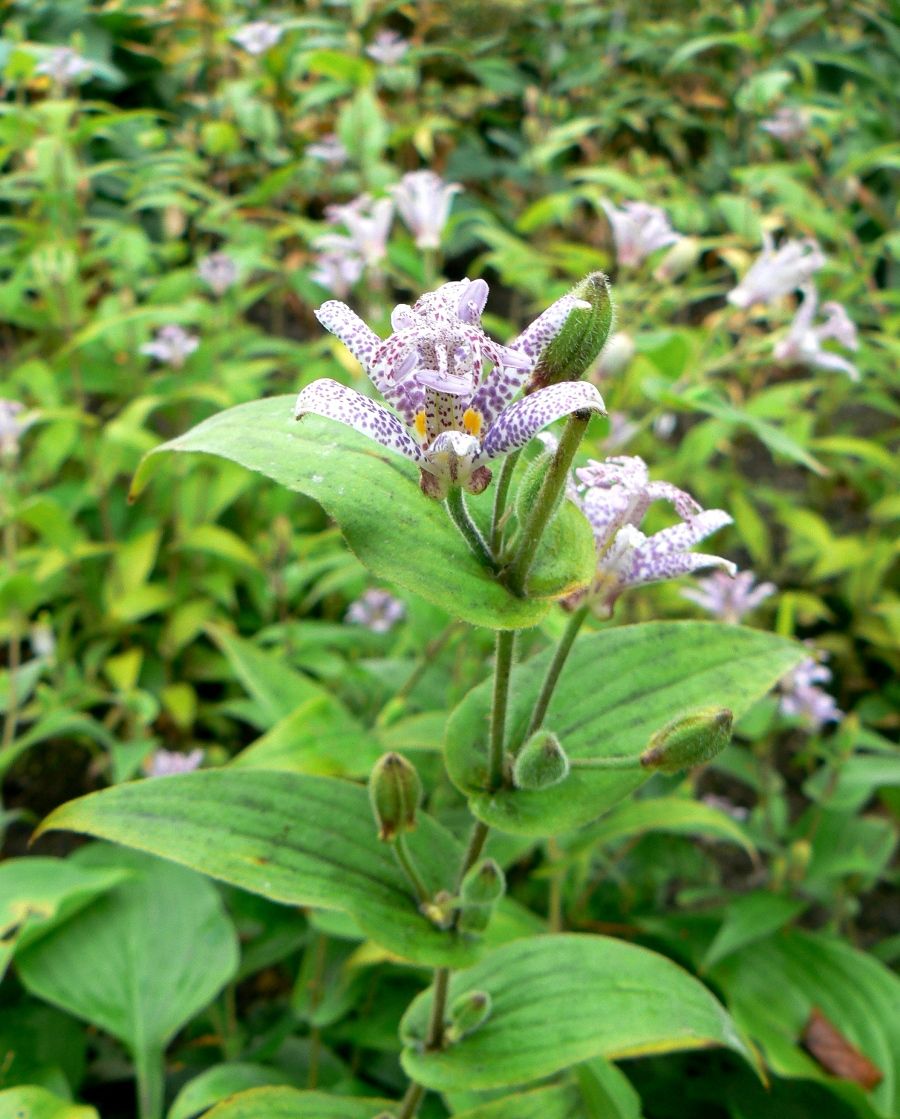 Image of Tricyrtis hirta specimen.