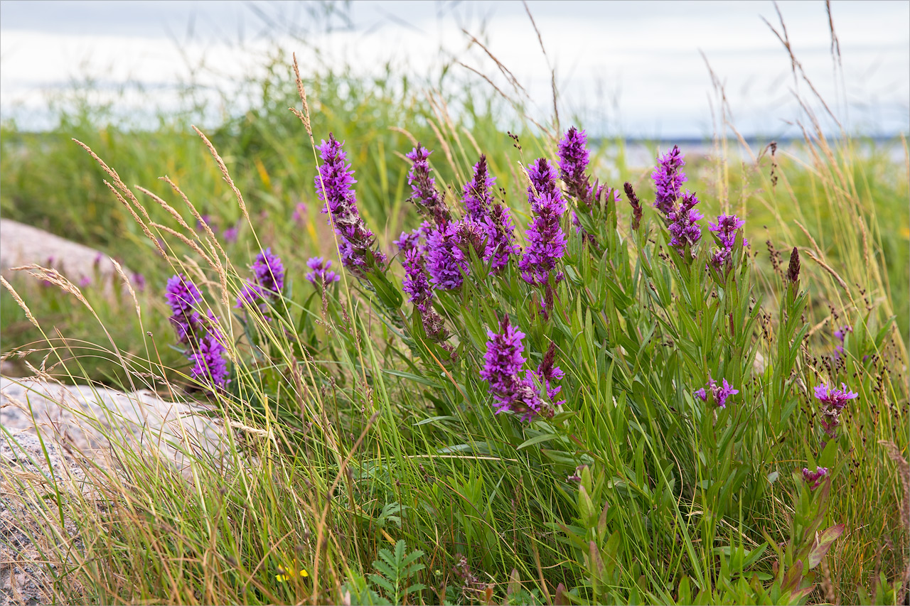 Image of Lythrum salicaria specimen.