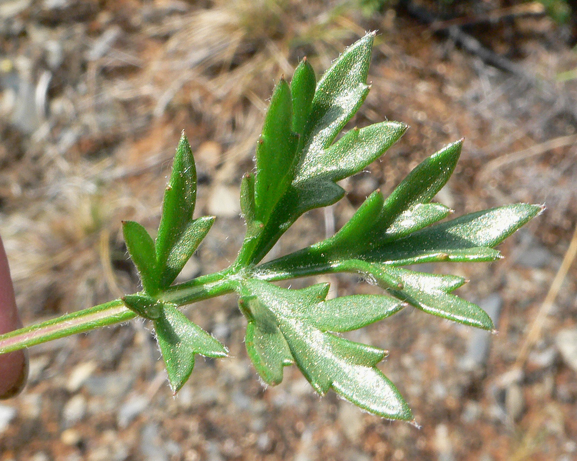 Изображение особи Artemisia arctica ssp. ehrendorferi.