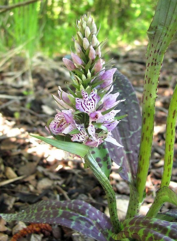 Image of Dactylorhiza fuchsii specimen.