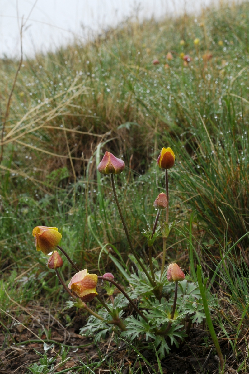 Image of Anemone gortschakowii specimen.