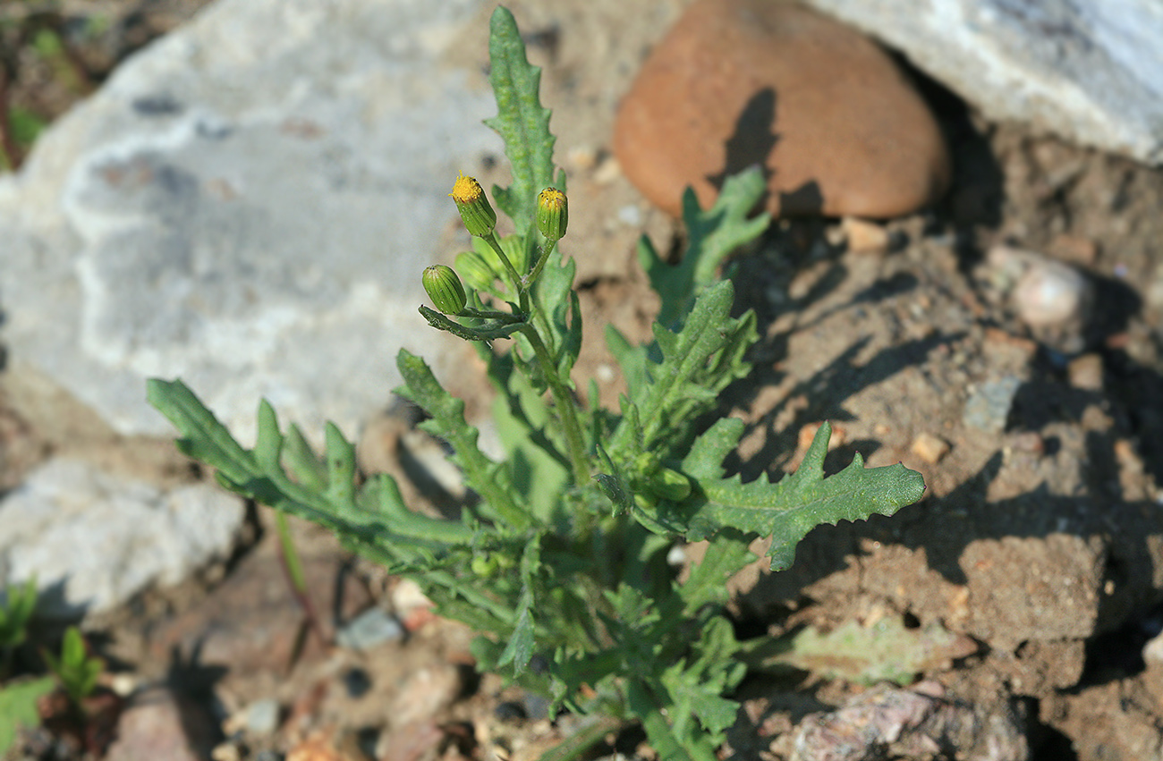 Image of Senecio vulgaris specimen.