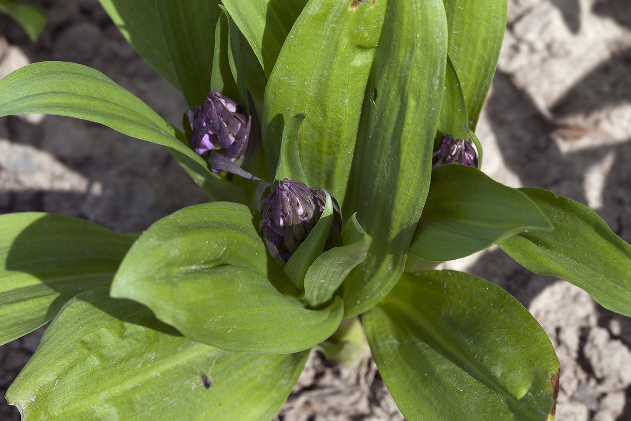 Изображение особи Dactylorhiza aristata.