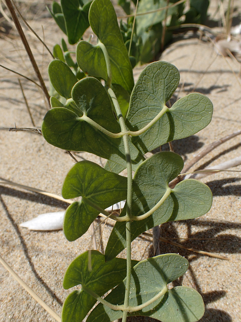 Image of Cynanchum acutum specimen.