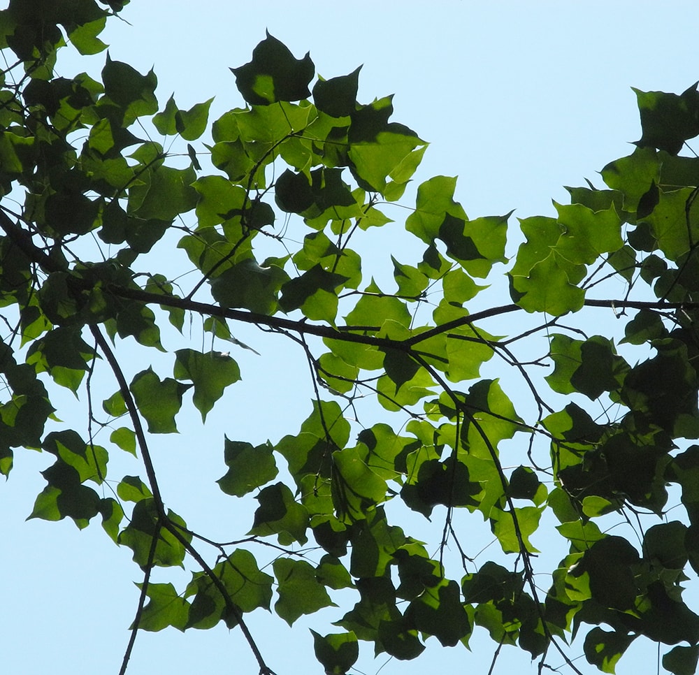 Image of Acer tenellum specimen.