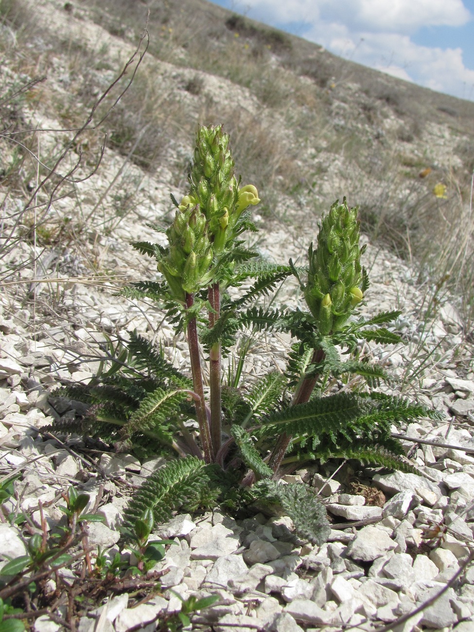 Image of Pedicularis sibthorpii specimen.