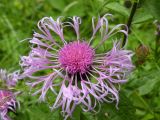 Centaurea carpatica