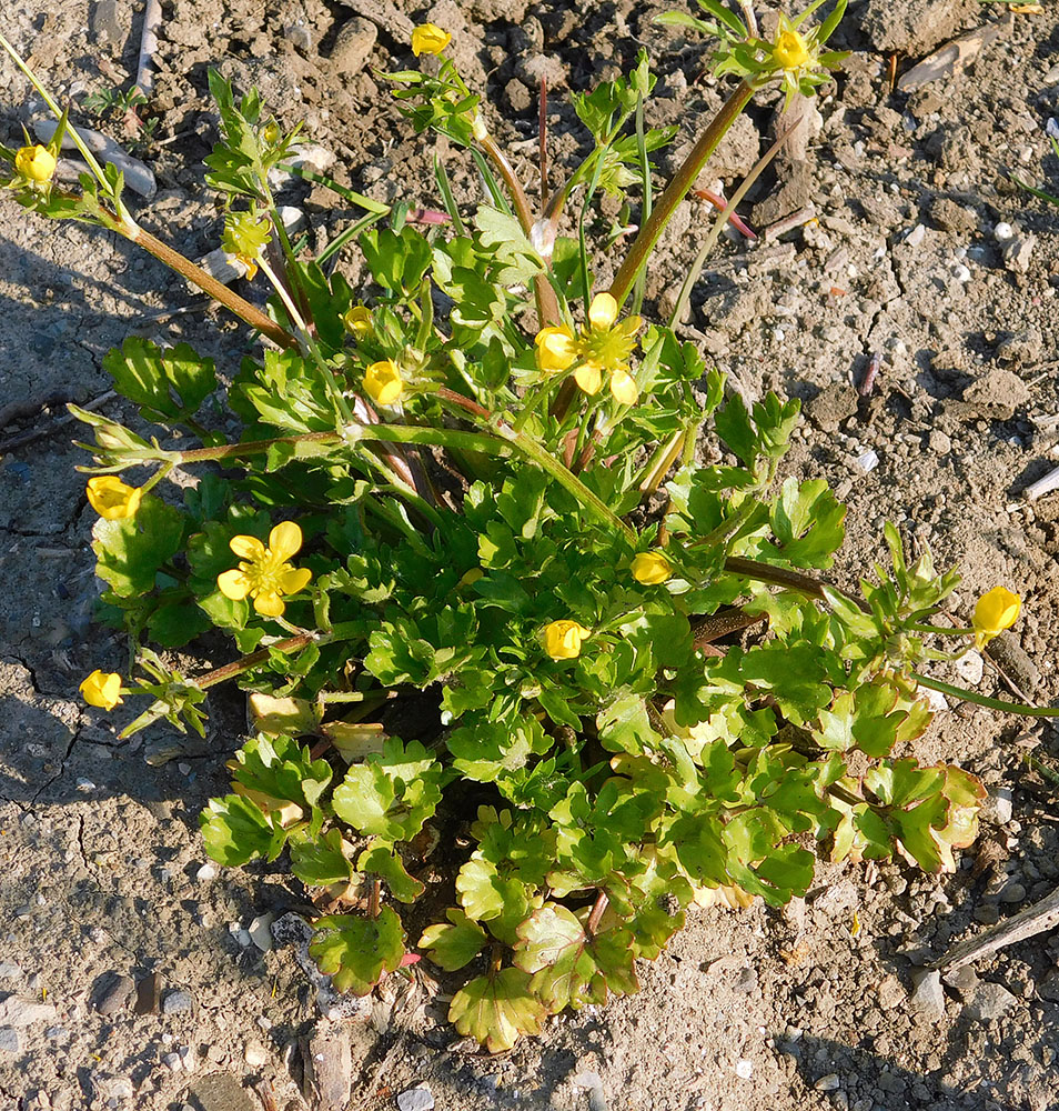 Изображение особи Ranunculus sardous.