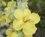 Verbascum songaricum. Цветок. Узбекистан, Ташкентская обл., Кураминский хр, ущ. р. Шовга, выше кишлака Шовгаз, русло реки. 02.06.2019.