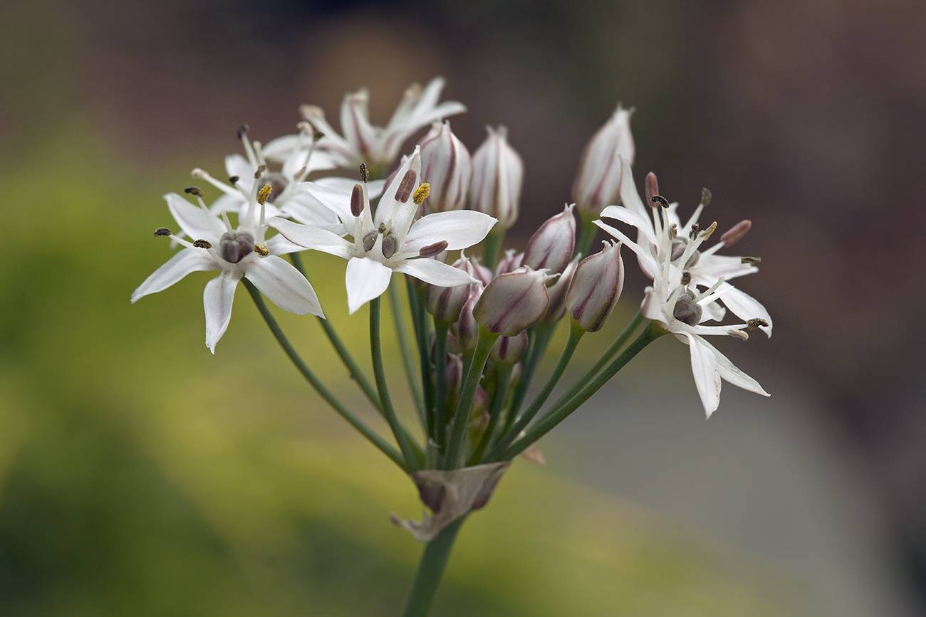 Image of Allium ramosum specimen.