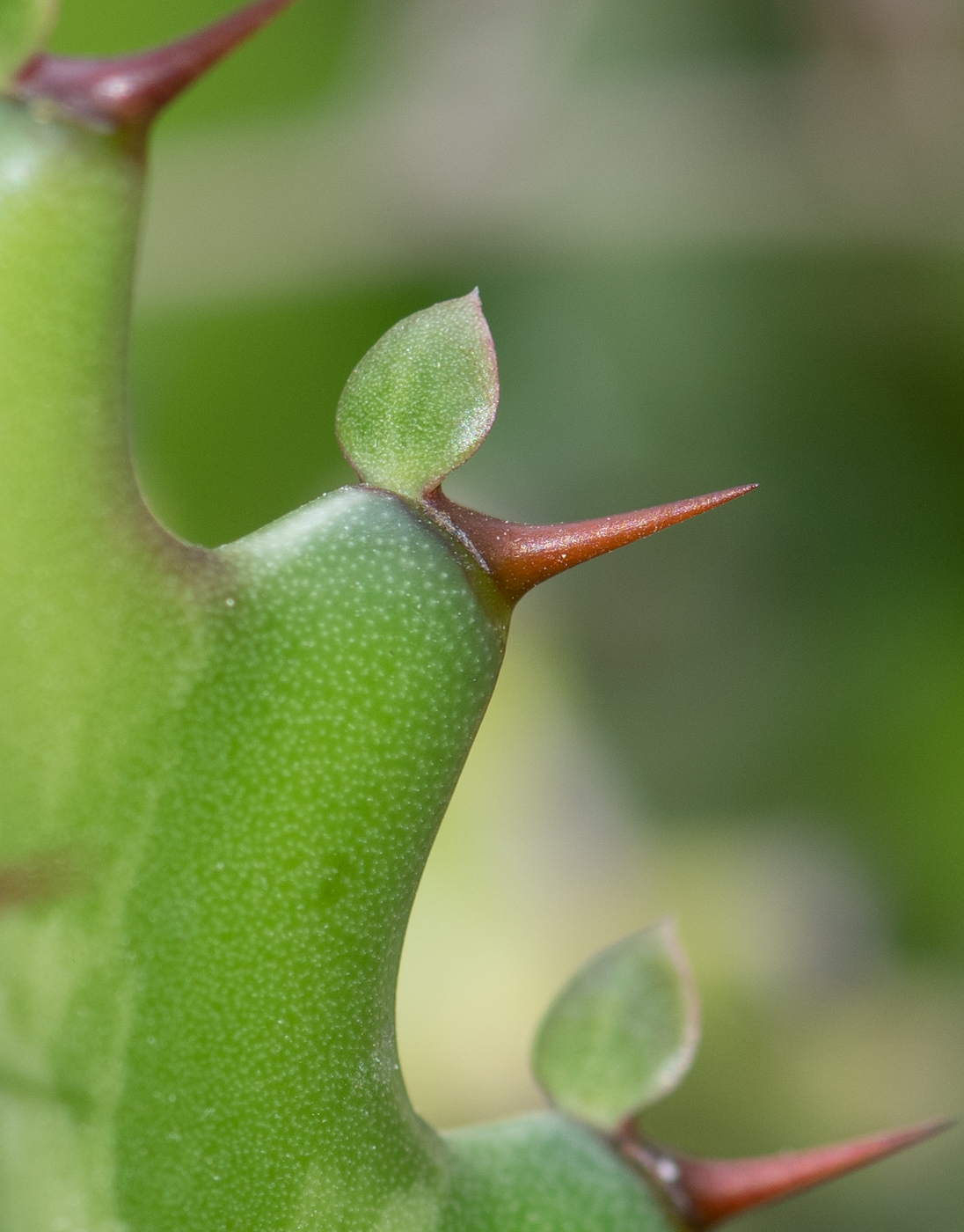 Image of Euphorbia lactea specimen.