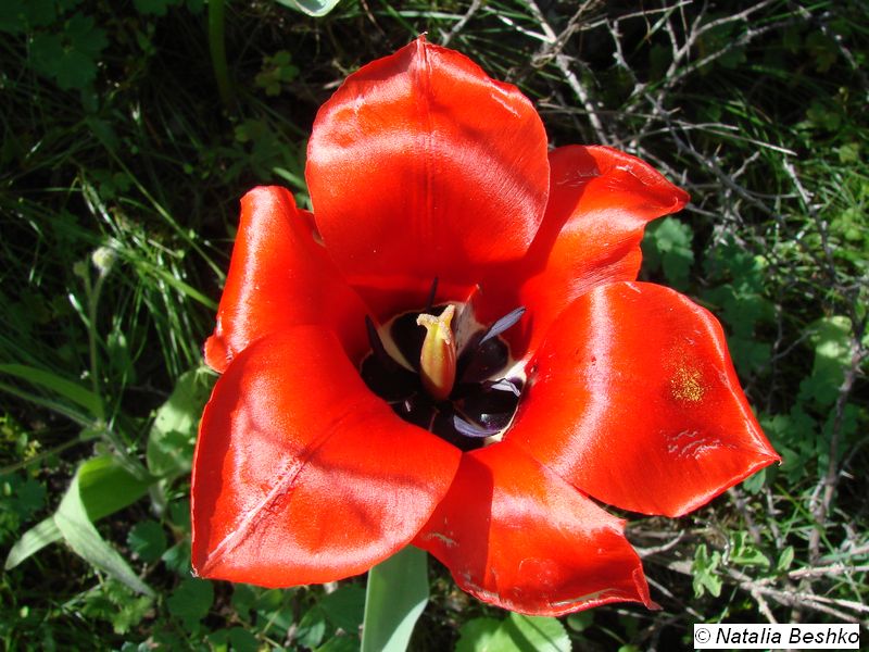 Image of Tulipa affinis specimen.