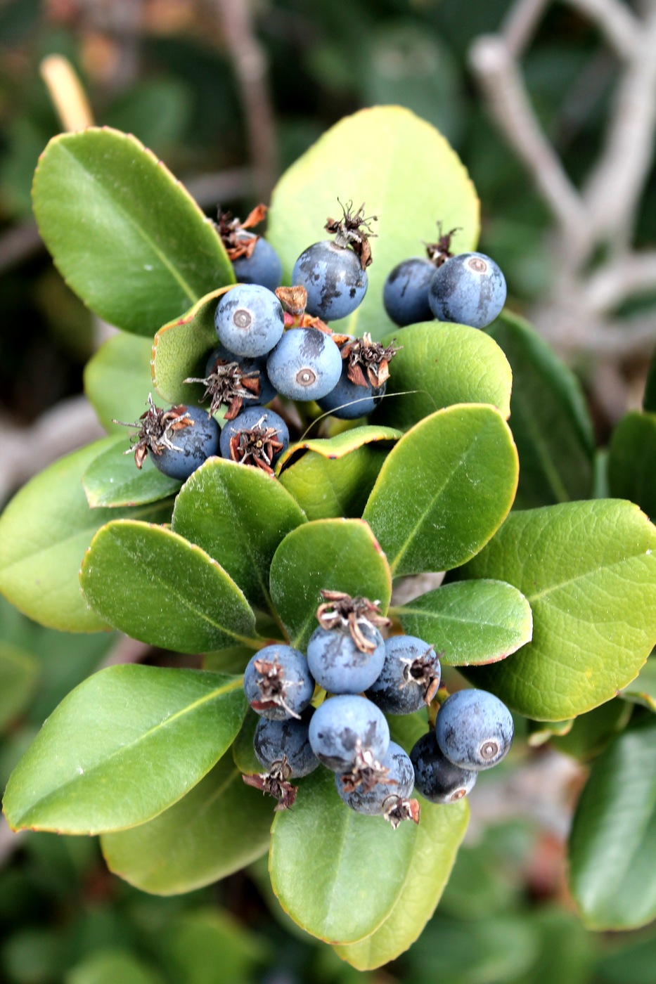 Image of Rhaphiolepis umbellata specimen.
